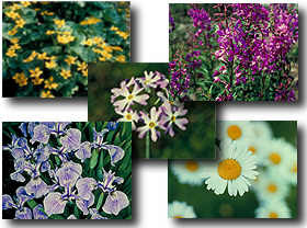 Wildflowers Screenshot